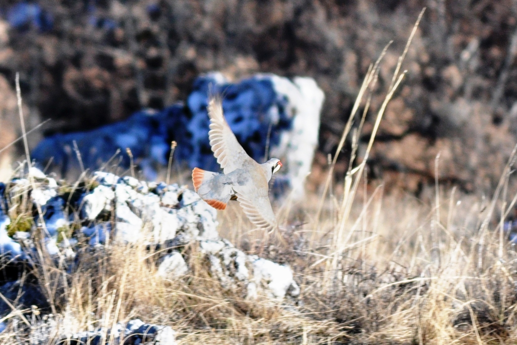 Coturnice in volo in Macedonia