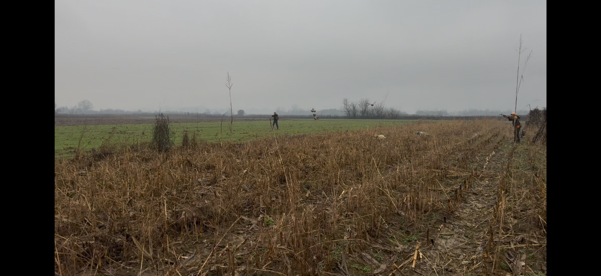 Caccia nella nebbia