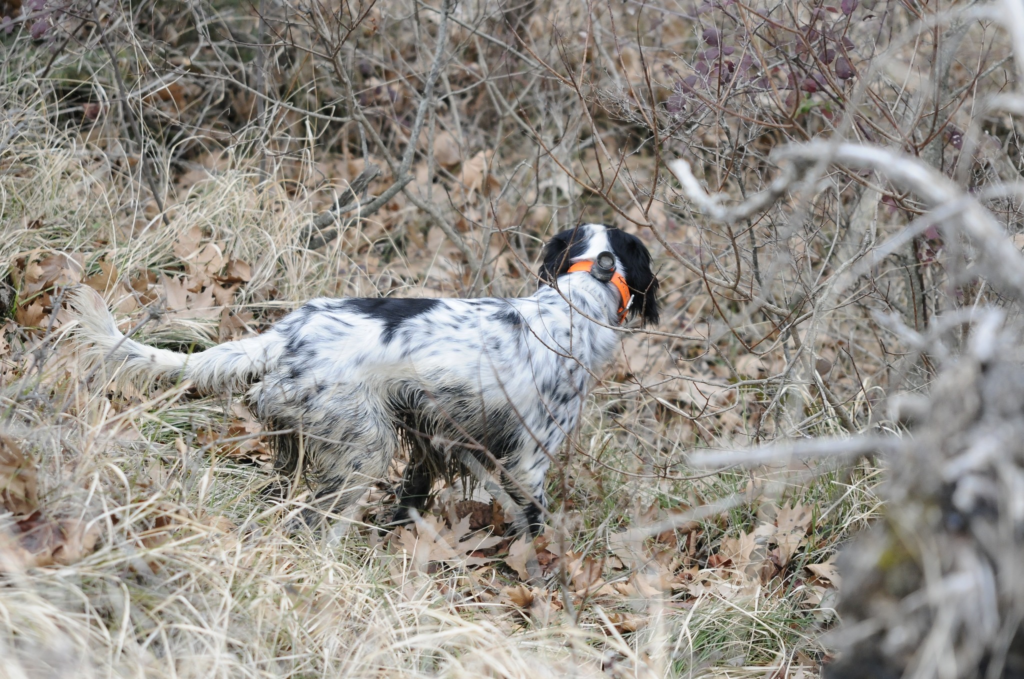 Setter in ferma