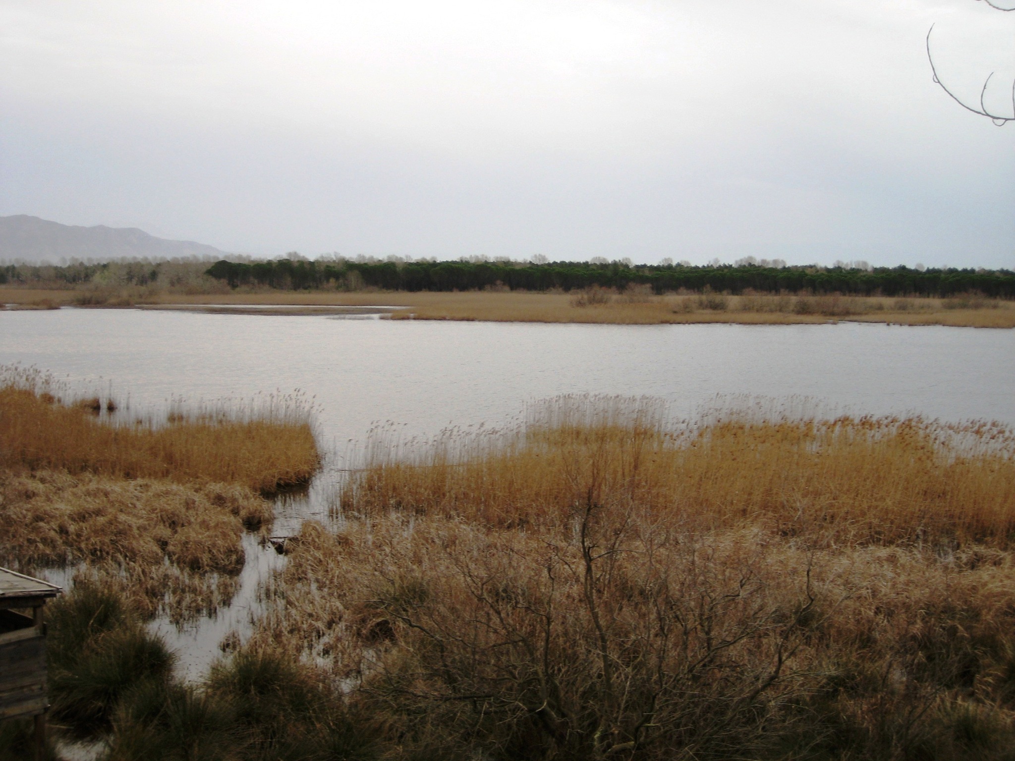 Lago e canneti